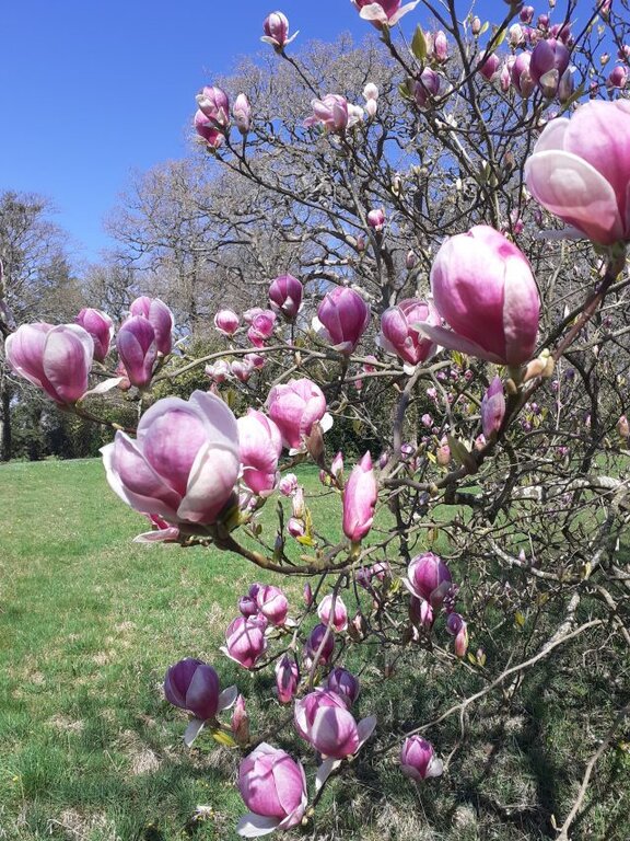  A very blue sky contrast sharply with the green grass and the vibrant pink and white of magnolia flowers.  In the background, the trees have not yet burst into leaf.
