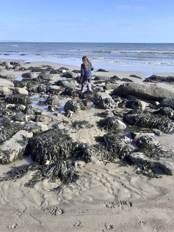  A photograph of a Devon beach the sky is very clear and blue small waves are breaking on the beach in the background, rocks covered with dark green seaweed are scattered over the sand in the foreground and a young girl with long hai picks her way between the rocks looking at the ground.